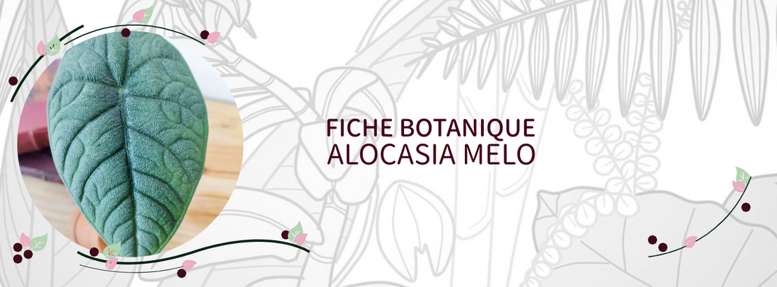 Alocasia melo - Culture et Botanique