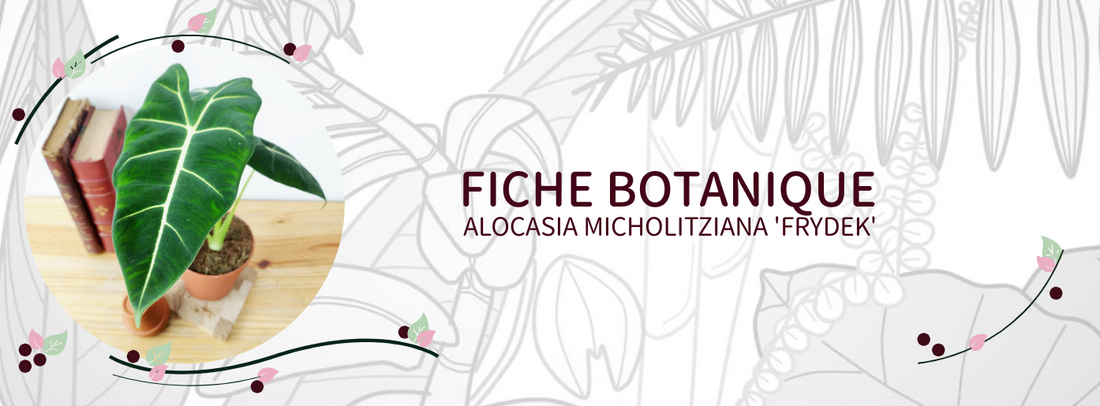 Alocasia micholitziana 'Frydek' - Culture et Botanique