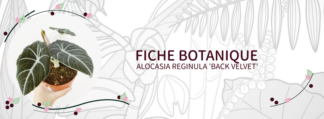 Alocasia reginula 'Black velvet' - Culture et Botanique