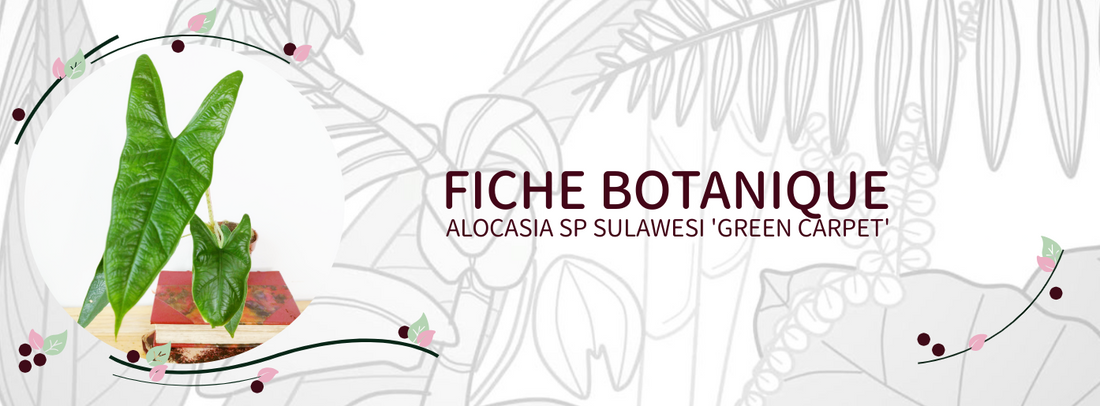 Alocasia sp Sulawesi 'Green Carpet' - Culture et Botanique