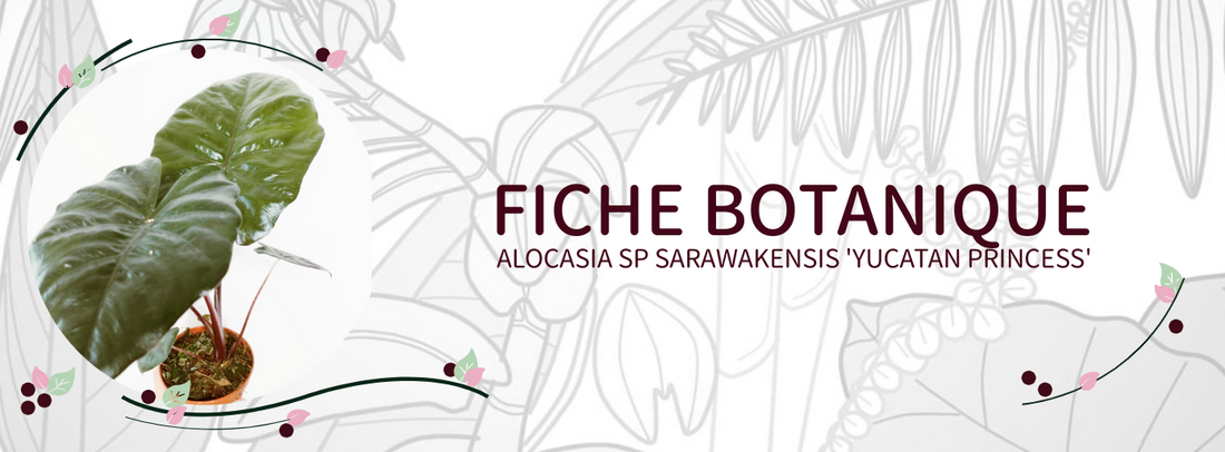Alocasia sarawakensis 'Yucatan Princess' - Culture et Botanique