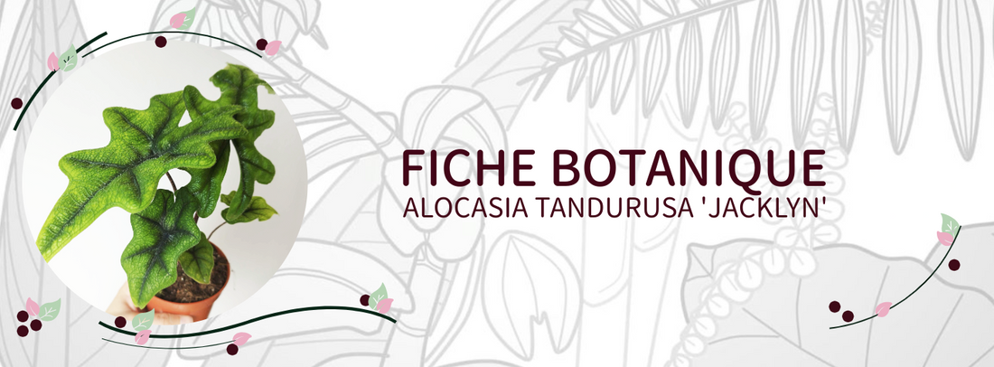Alocasia tandurusa 'Jacklyn' - Culture et Botanique
