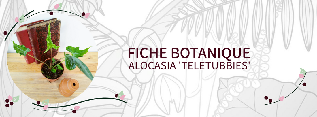 Alocasia 'Teletubbies' - Culture et Botanique