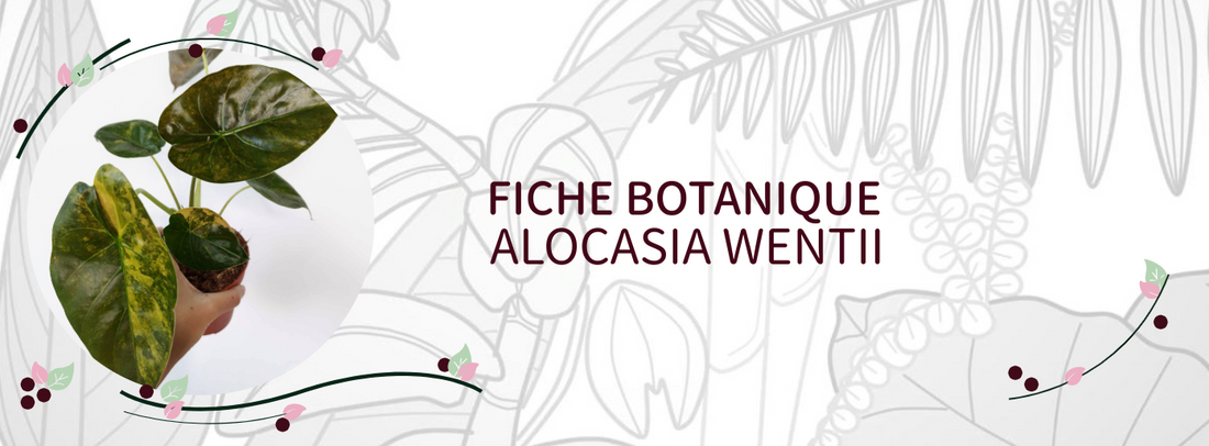 Alocasia wentii - Culture et Botanique