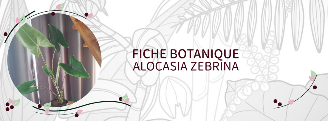Alocasia zebrina - Culture et Botanique