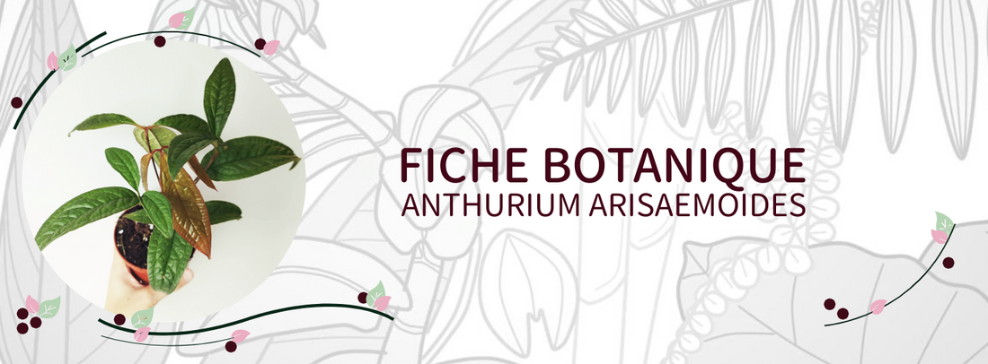 Anthurium arisaemoides - Culture et Botanique