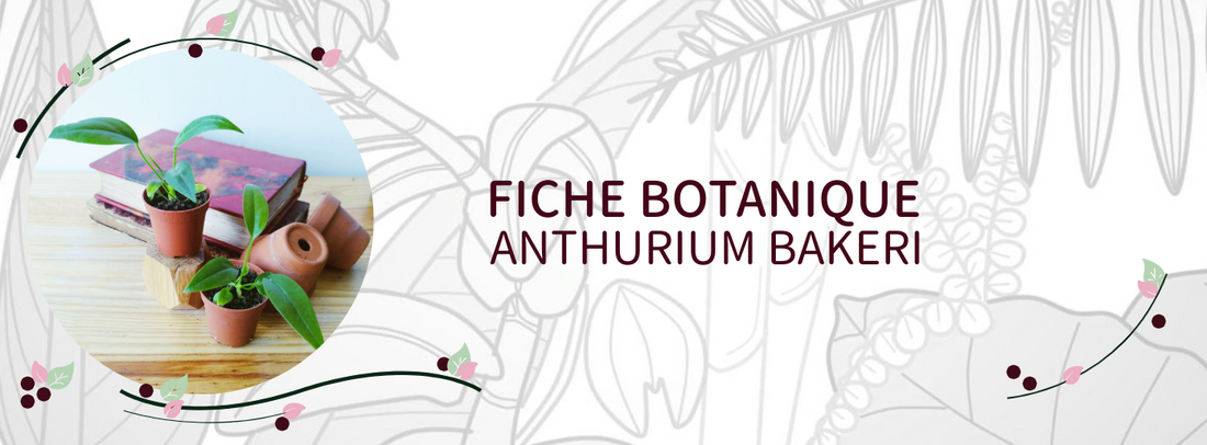 Anthurium bakeri - Culture et Botanique