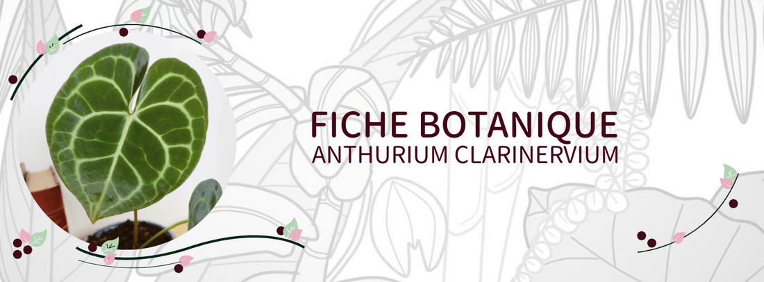 Anthurium clarinervium - Culture et Botanique
