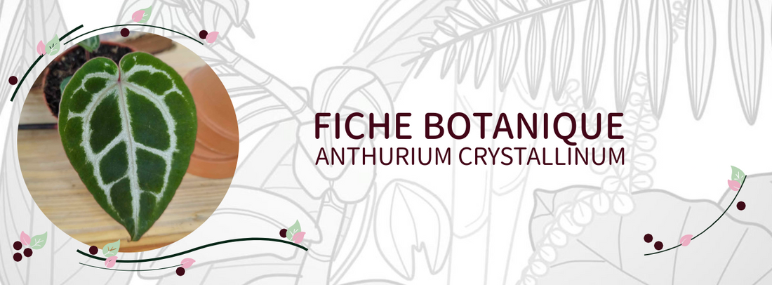 Anthurium crystallinum - Culture et Botanique
