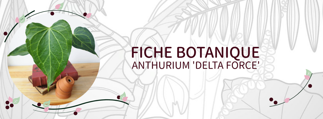 Anthurium 'Delta Force' - Culture et Botanique