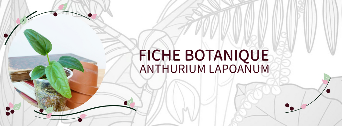 Anthurium lapoanum - Culture et Botanique
