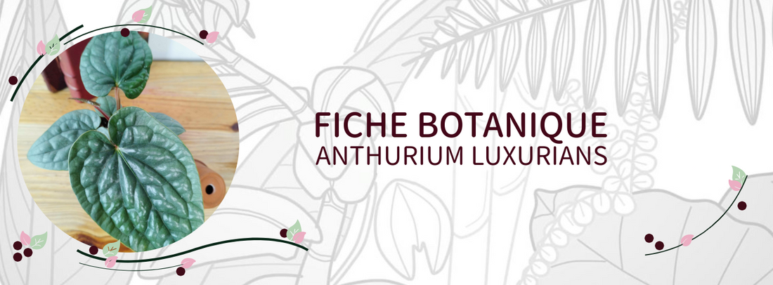 Anthurium luxurians - Culture et Botanique