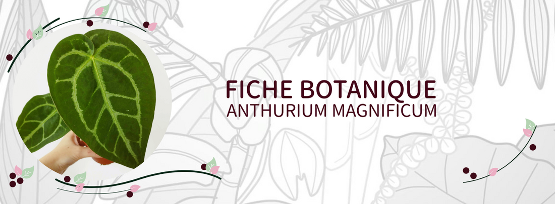 Anthurium magnificum - Culture et Botanique
