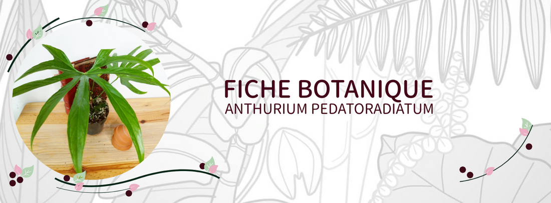 Anthurium pedatoradiatum - Culture et Botanique