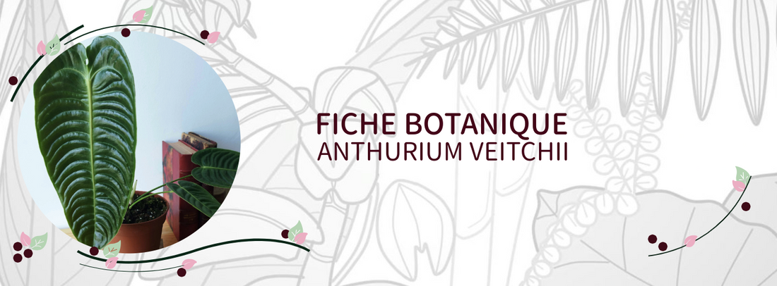 Anthurium veitchii - Culture et Botanique
