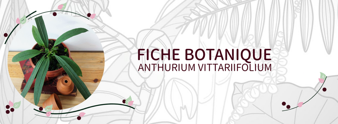 Anthurium vittariifolium - Culture et Botanique