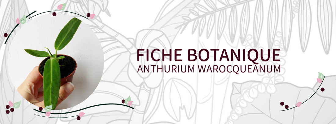 Anthurium warocqueanum - Culture et Botanique
