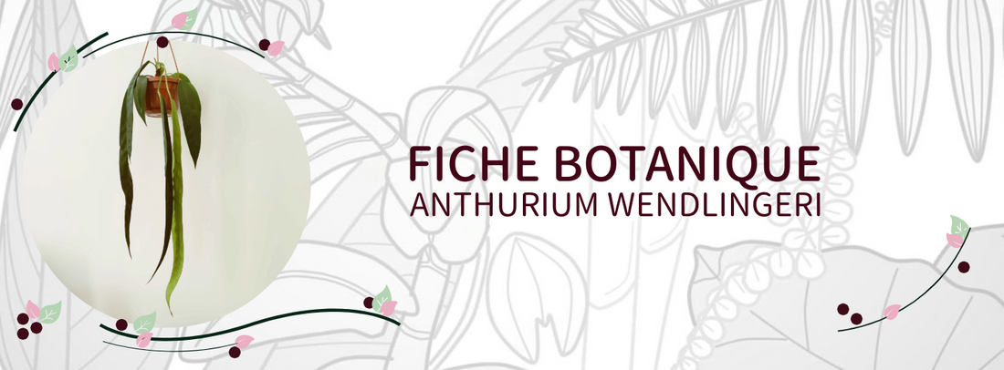 Anthurium wendlingeri - Culture et Botanique
