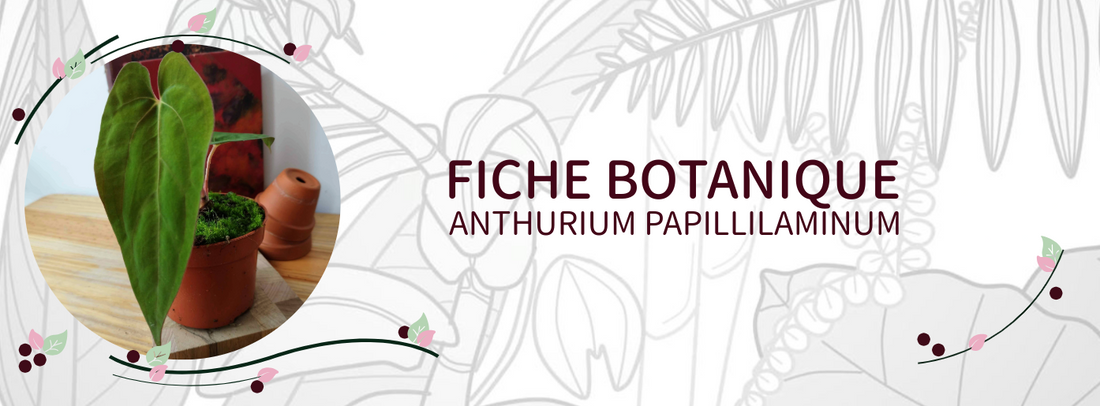 Anthurium papillilaminum - Culture et Botanique