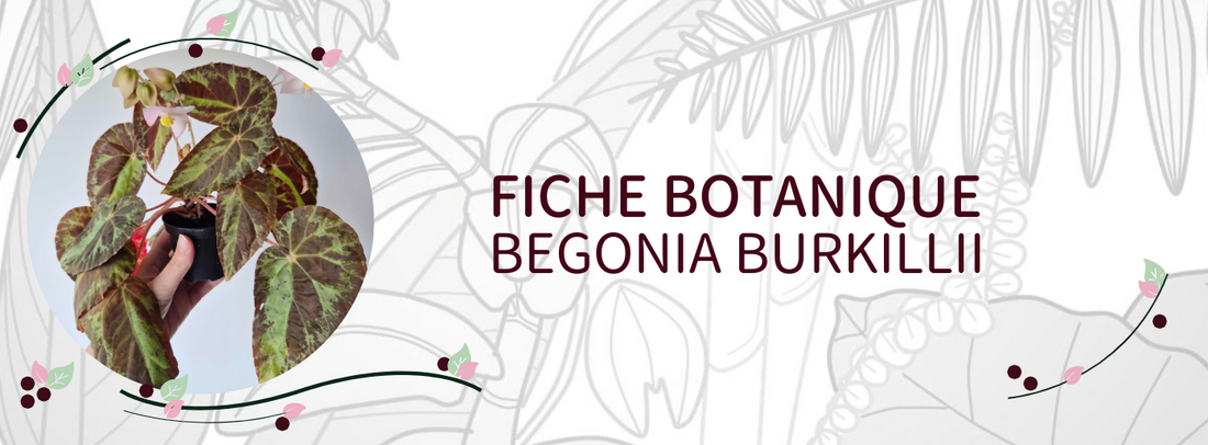 Begonia burkillii - Culture et Botanique