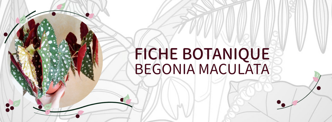 Begonia maculata - Culture et Botanique