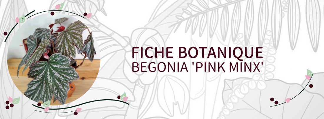 Begonia 'Pink Minx' - Culture et Botanique