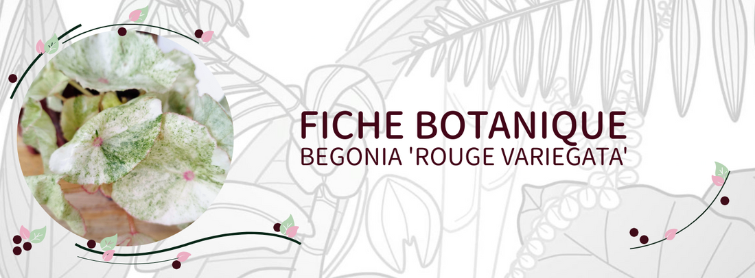 Begonia 'Rouge Variegata' - Culture et Botanique