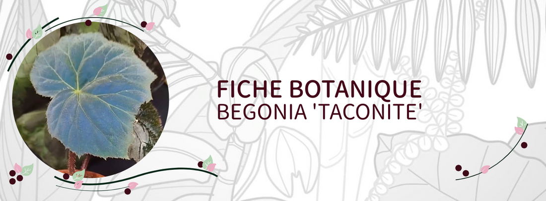 Begonia 'Taconite' - Culture et Botanique