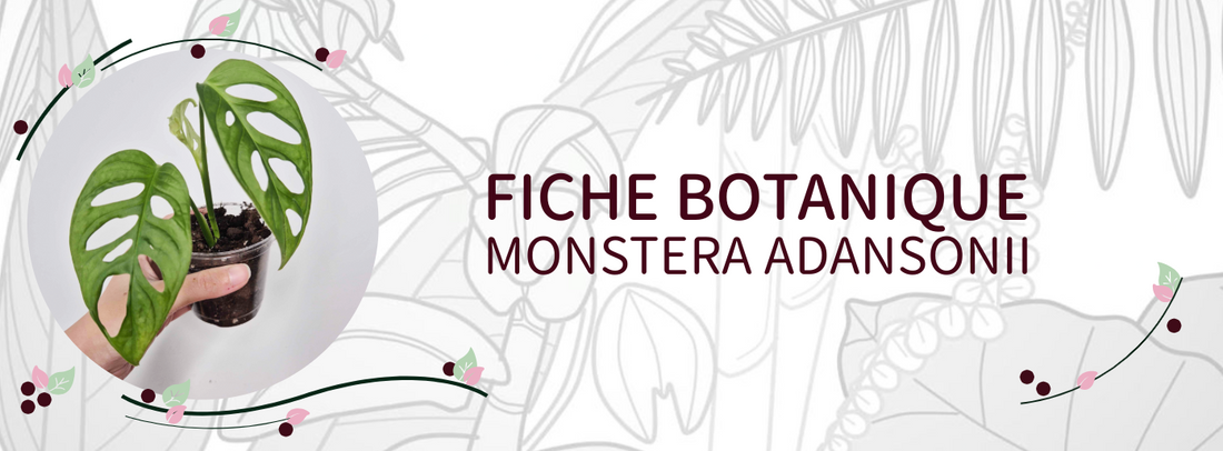 Monstera adansonii - Culture et Botanique
