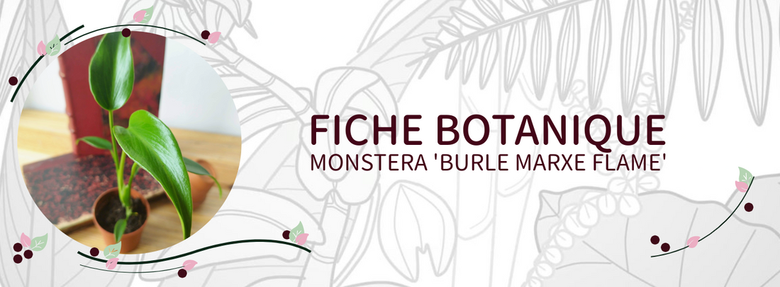 Monstera 'Burle Marxe Flame' - Culture et Botanique