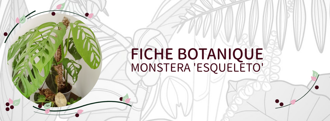 Monstera 'Esqueleto' - Culture et Botanique