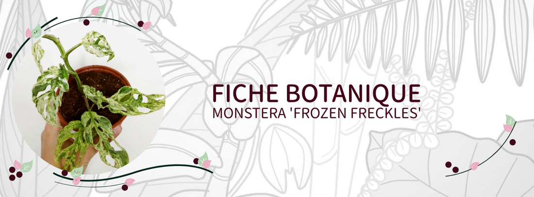 Monstera 'Frozen freckles' - Culture et Botanique