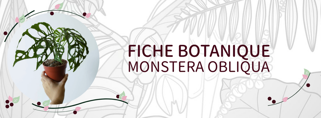 Monstera obliqua - Culture et Botanique