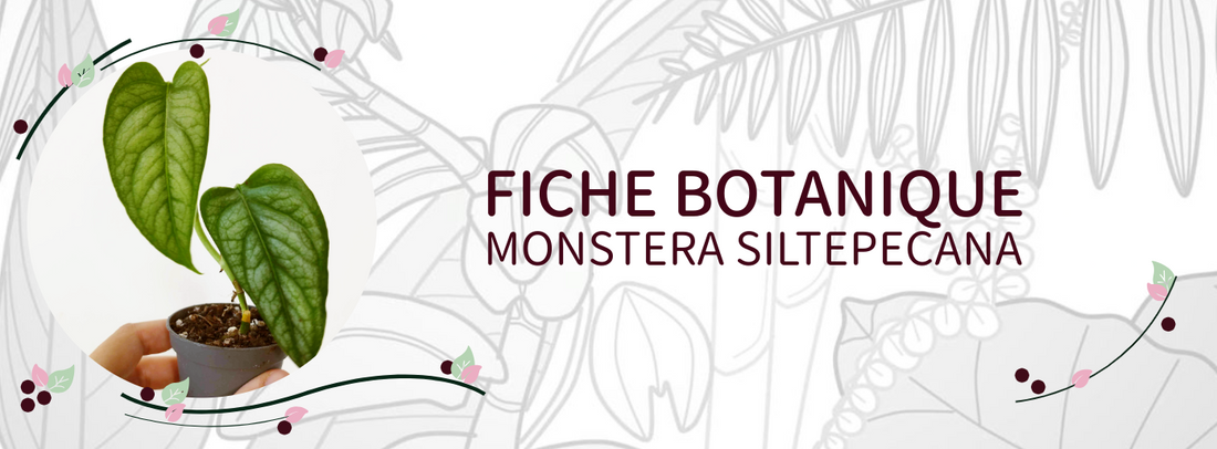 Monstera siltepecana - Culture et Botanique