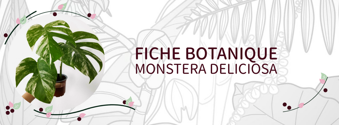 Monstera deliciosa - Culture et Botanique