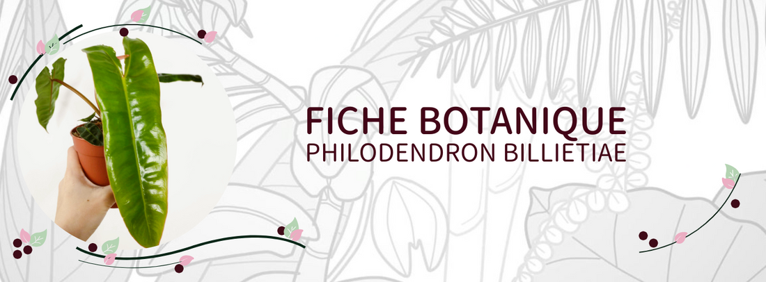 Philodendron billietiae - Culture et Botanique