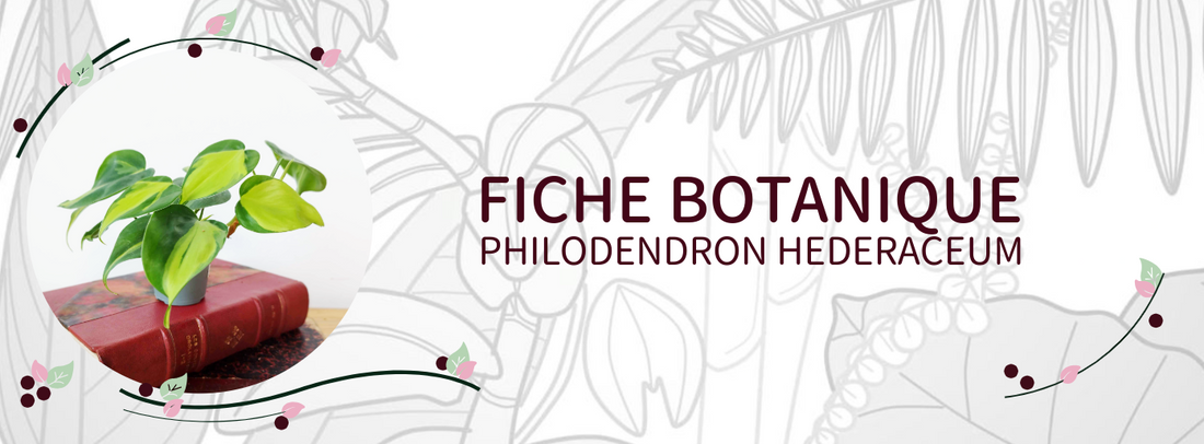 Philodendron hederaceum - Culture et Botanique