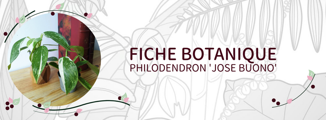 Philodendron 'Jose Buono' - Culture et Botanique