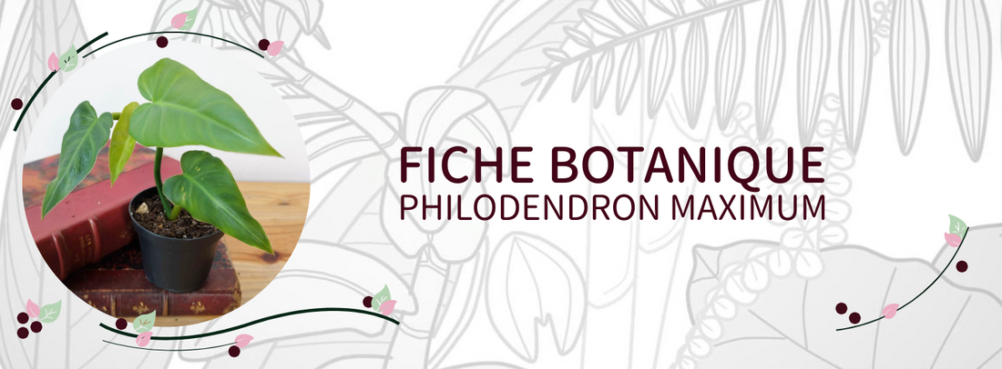 Philodendron maximum - Culture et Botanique