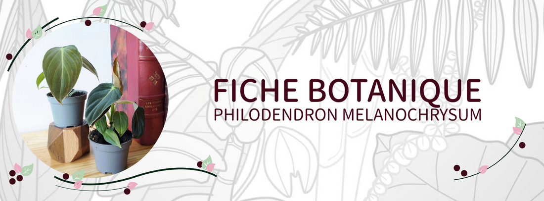Philodendron melanochrysum - Culture et Botanique