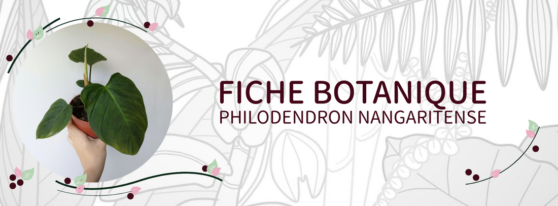 Philodendron nangaritense - Culture et Botanique