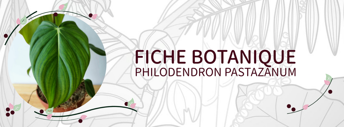 Philodendron pastazanum - Culture et Botanique