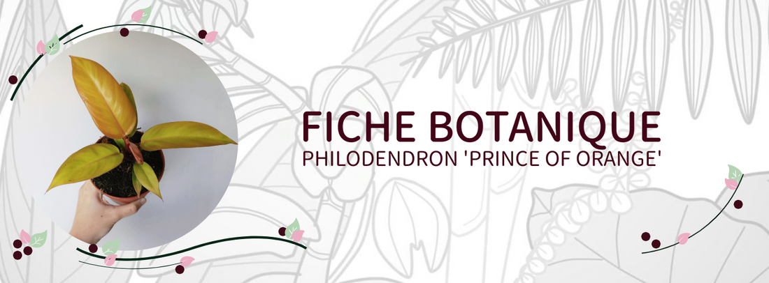 Philodendron 'Prince Of Orange' - Culture et Botanique
