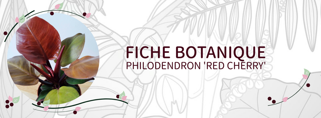 Philodendron 'Red Cherry' - Culture et Botanique