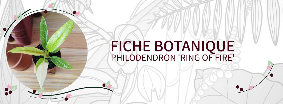Philodendron 'Ring Of Fire' - Culture et Botanique