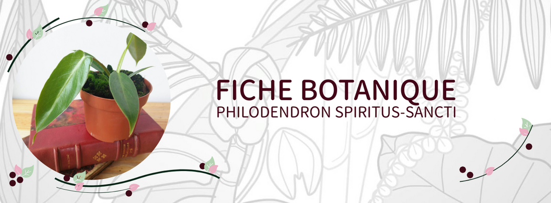 Philodendron spiritus-sancti - Culture et Botanique