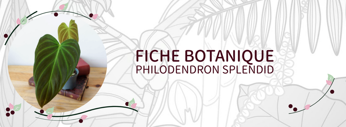 Philodendron 'Splendid' - Culture et Botanique