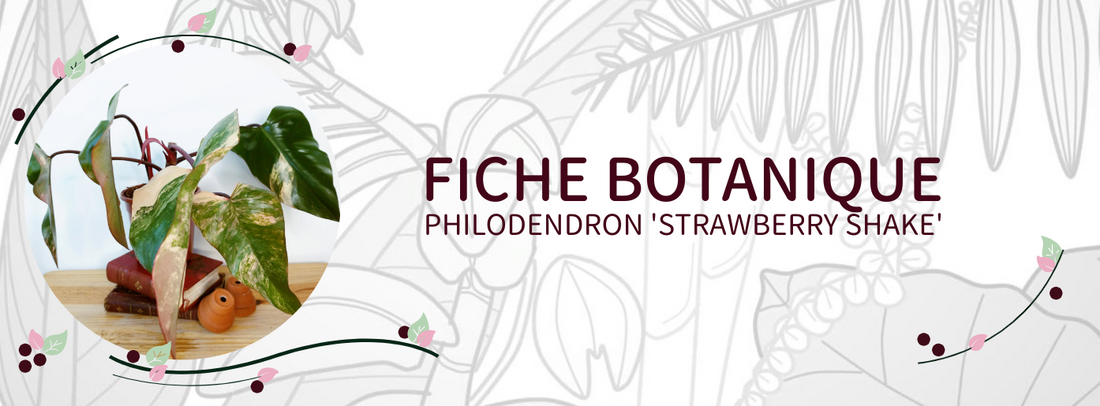 Philodendron 'Strawberry Shake' - Culture et Botanique