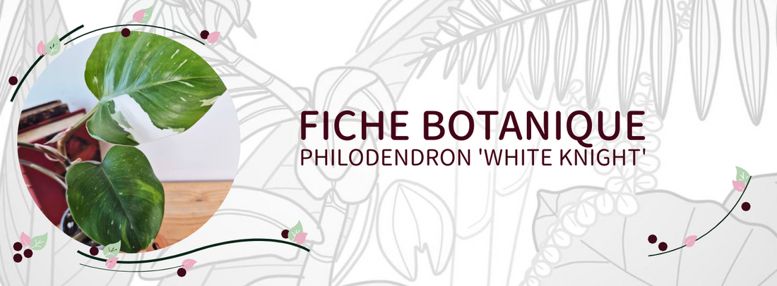 Philodendron 'White Knight' - Culture et Botanique