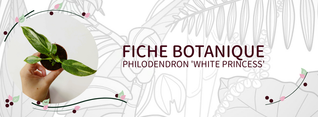 Philodendron 'White Princess' - Culture et Botanique